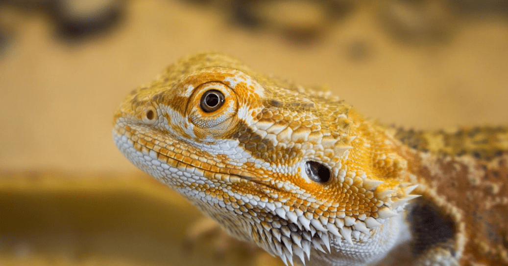 how long can bearded dragons go without food