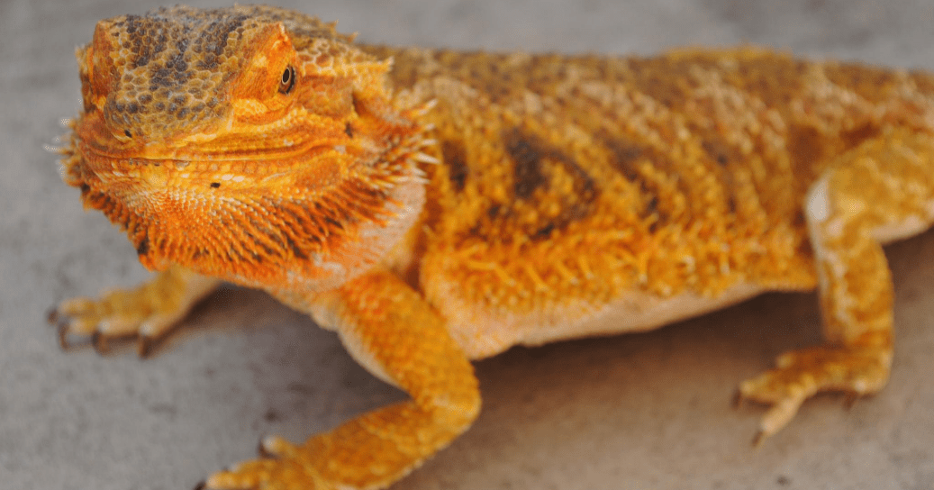 How to Get a Bearded Dragon to Eat